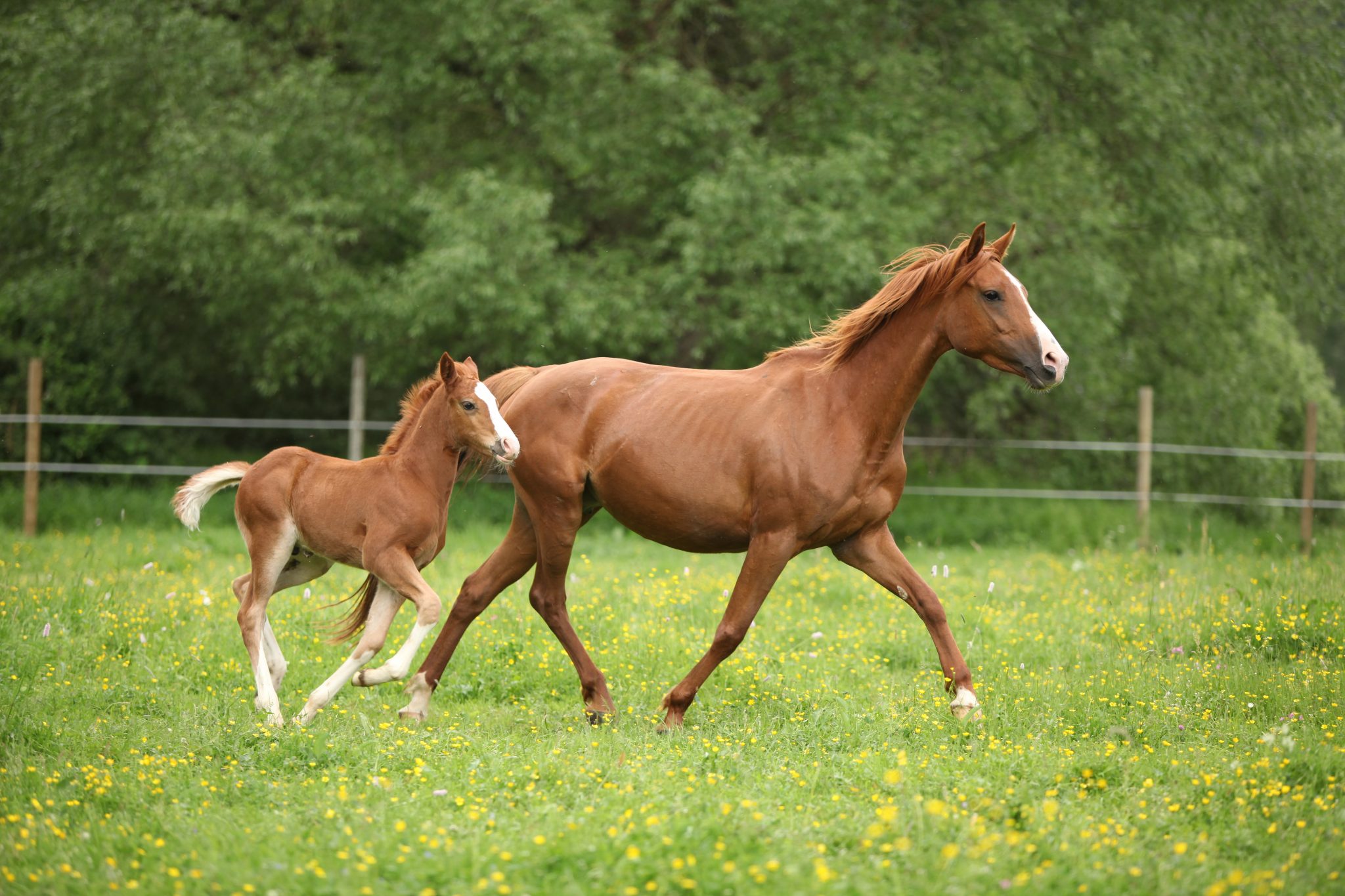 Mare with foal