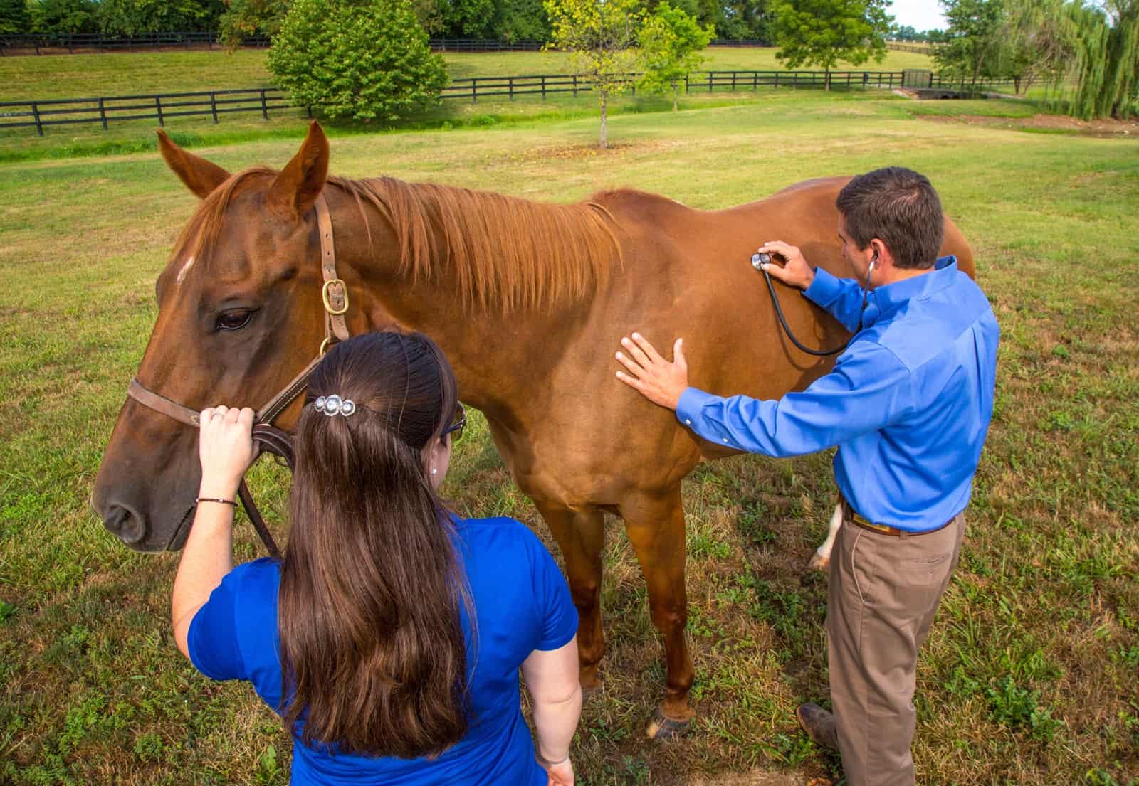 Veterinarian checking horse